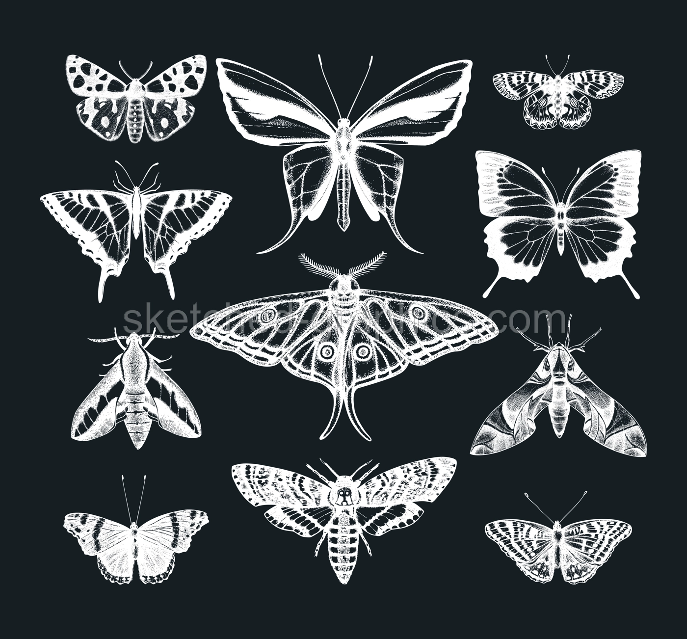 Hand drawn butterflies sketches set on chalkboard. Vintage insects illustrations collection. Entomological drawings of Butterflies outlines for monogram, banner, poster, tattoo, cards design.  Illustration